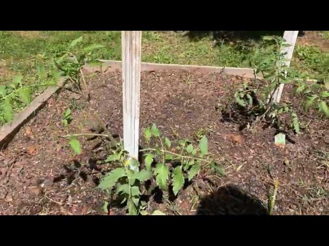 South Carolina growing veggies 2024 #tomatoes #gardening #carolina #gardeningtips