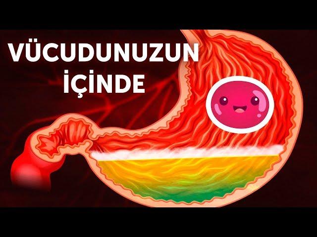 Vücudunuzun İçine Doğru Bir Yolculuk