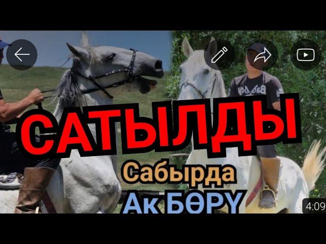 САТЫЛДЫ АК БӨРҮ