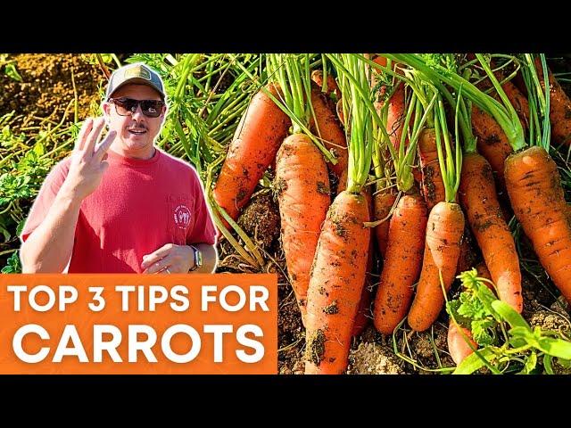 WATCH THIS Before Planting Carrots!