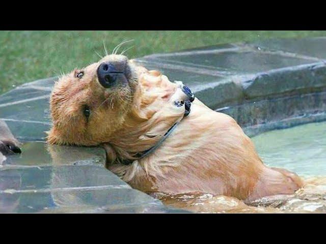 The LAZIEST Dogs in the world are right here  NEW Funny Dog Videos