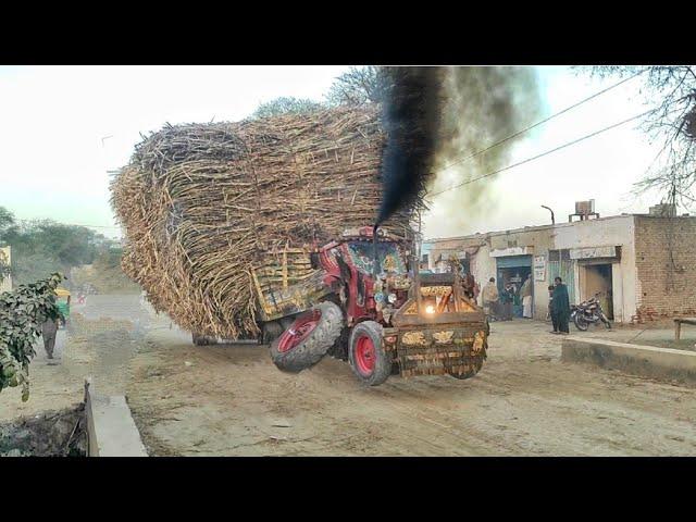 Great Tractors are pulling trailers in turns | Belarus Tractor are emitting a lot of smoke