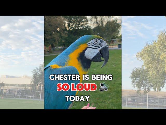 Chester is being so loud today ‍️