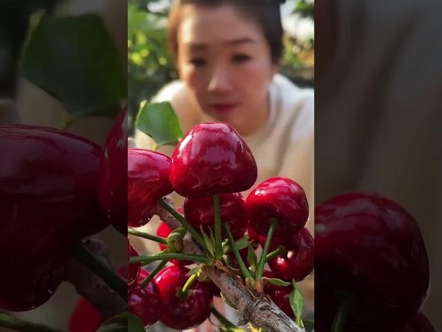 Harvesting picking cherry fruit #farming #fruit #satisfying #garden #2025