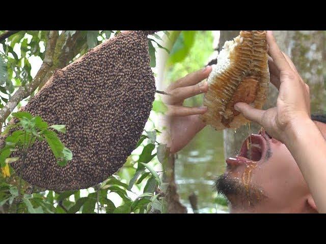 Primitive Technology: Hunting Giant Honeycomb In the Forest