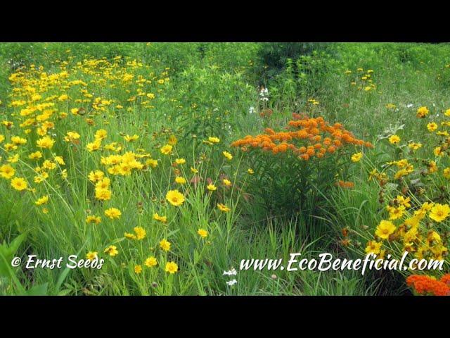 EcoBeneficial Interview: Talking Native Seeds With Calvin Ernst of Ernst Conservation Seeds