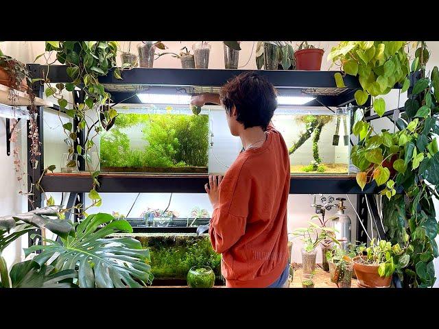 Aquarium Tour 2021 | how i plant my aquariums