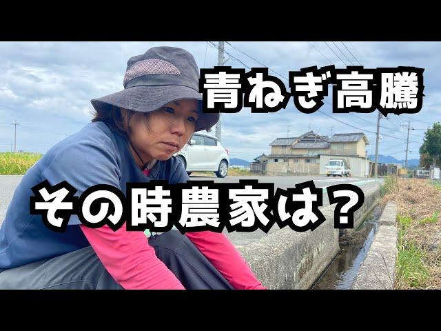 【青ねぎ高騰】農家は儲かっているのか？