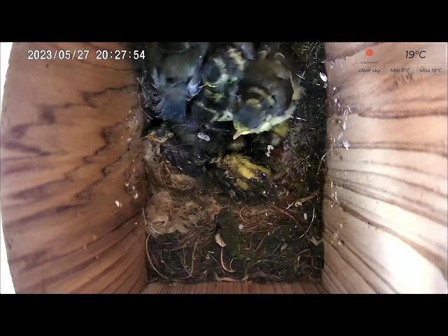 27 May PM 2023 livestream  - 4  chicks remaining from 11 - female parent absent since 16th May