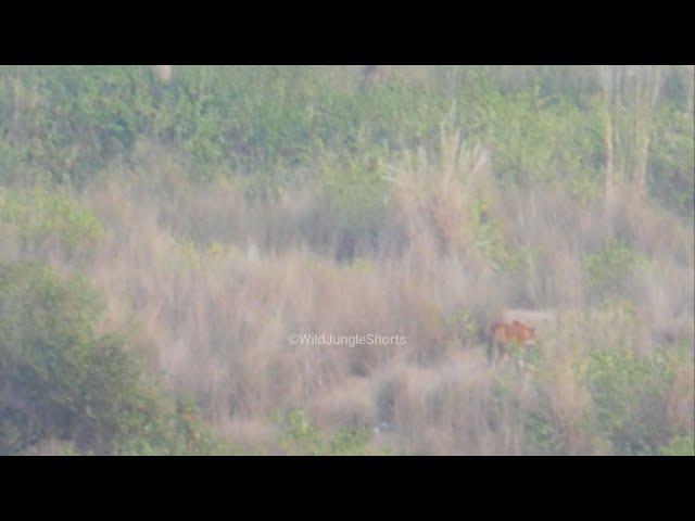 Sambar Ki Call Or Nikla Jungle Ka Raja Tiger jim corbett national park #tiger