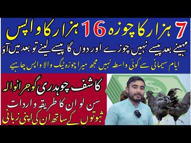 Ayam cemani Double sha Kashif Gujranwala exposed with evidence