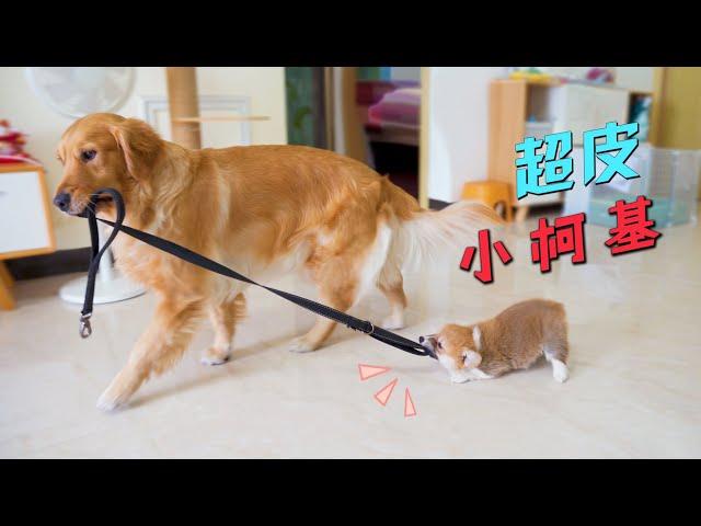 Golden Retriever took the dog leash to go out, but was messed up by Corgi, the scene was so funny!