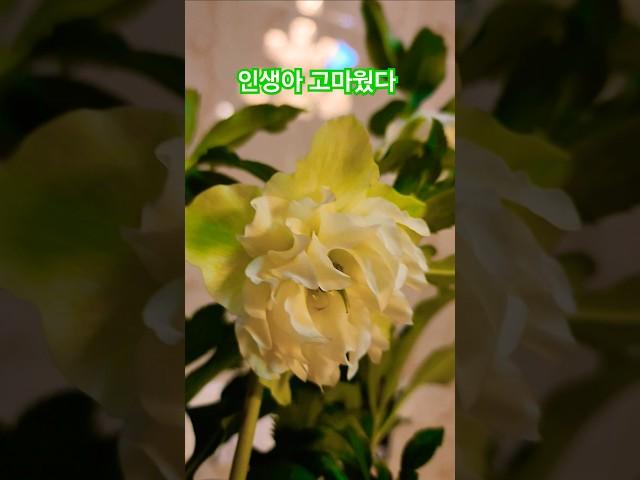 #고마운#인생#