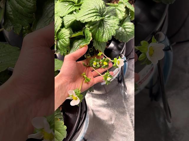 Hydroponic strawberries 9 week update #hydroponics #strawberries