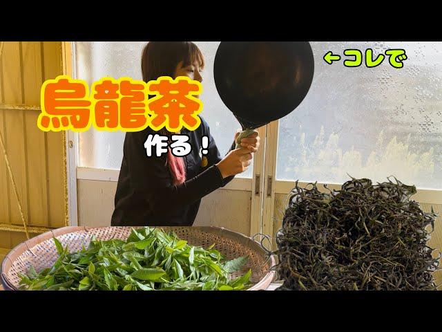 【茶摘み】家で烏龍茶の作り方【お茶づくり】