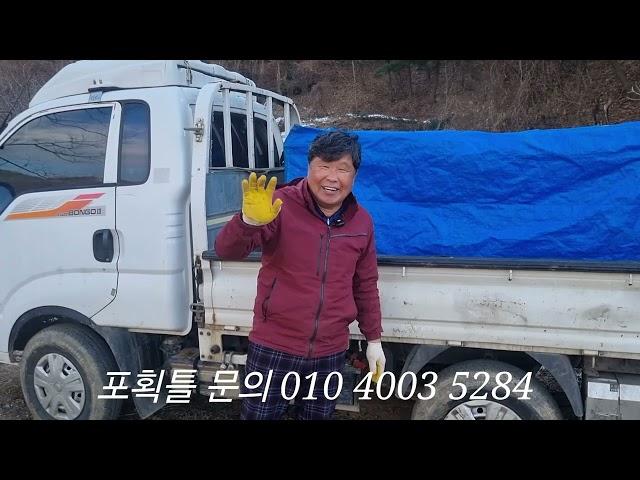 하루2번3마리 멧돼지 옮기기 (문의 010 4003 5284)