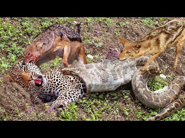 The best battles of the animal world, Harsh Life of Wild Animals, Lion, Buffalo, Leopard, Jackal,