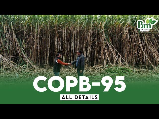 New Sugarcane Variety Copb 95 | Features , New Planting Method , Cultivation , Harvesting & Yield .