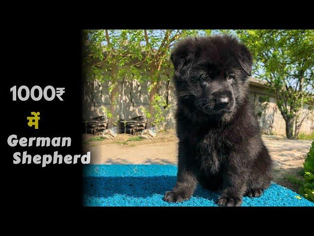 1000 rs में GermanShepherd puppies -Black | Top quality GermanShepherd puppies for sale (Best price)