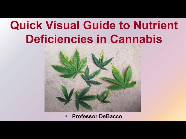 Quick Visual Guide to Nutrient Deficiencies in Cannabis