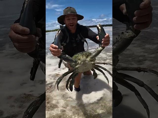 GIANT MUDCRAB barehanded catch for ISLAND SURVIVAL