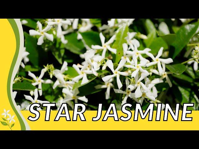 STAR JASMINE Explained! (Trachelospermum jasminoides) 'Confederate Jasmine' 'Southern Jasmine' 