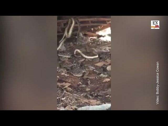 Texas man finds horrific rattlesnake den under abandoned cabin