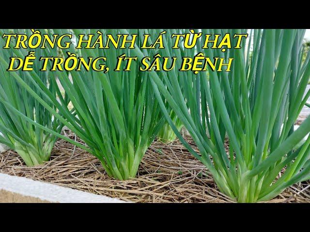 How To Grow Scallion From Seeds To Harvest | Phan Đức #165