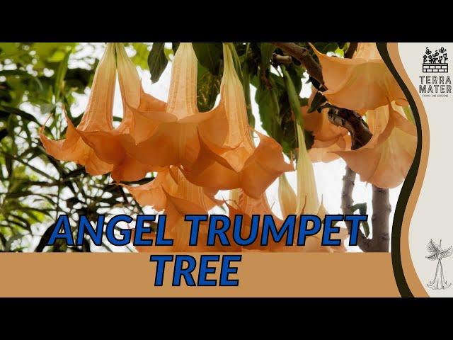 Experiencing The Enchantment Of The ANGEL TRUMPET TREE | Majestic Blooms For Your Garden