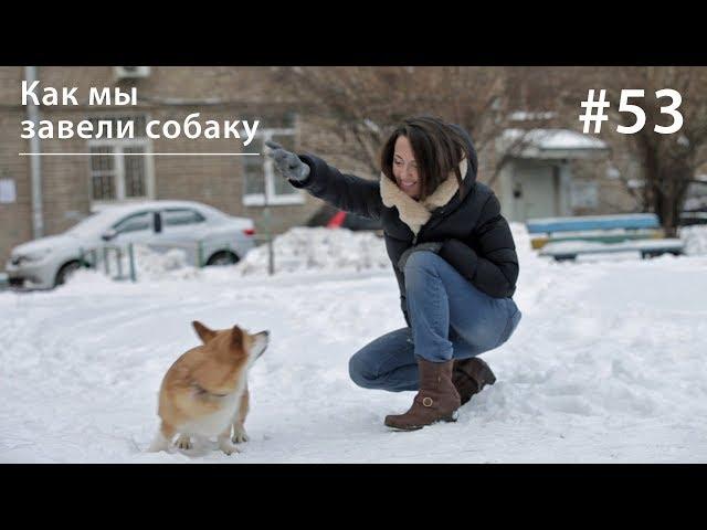 Как мы завели собаку // Всё как у зверей #53