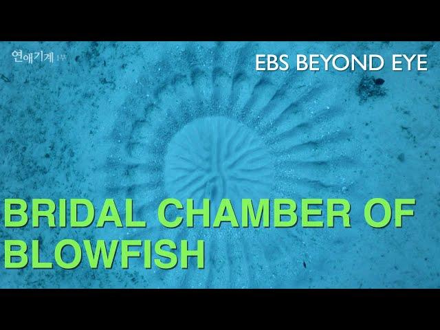 Special Mating Ceremony of White-spotted Pufferfish | EBS Nature Documentary