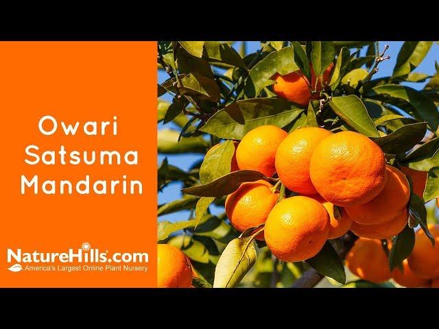 Owari Satsuma Mandarin | NatureHills.com