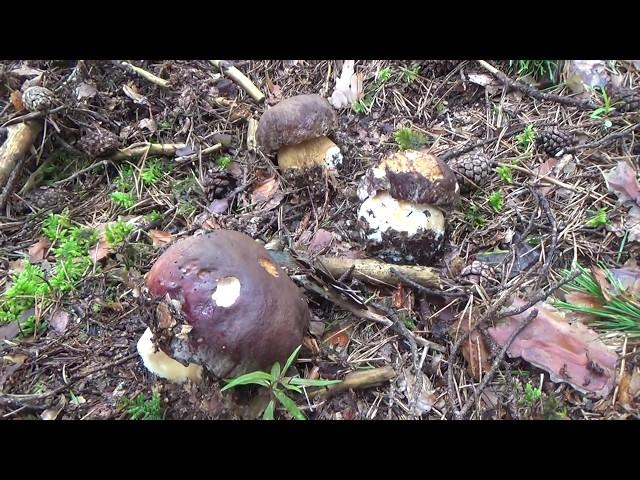 Boletus Pinicola 07/06/2018