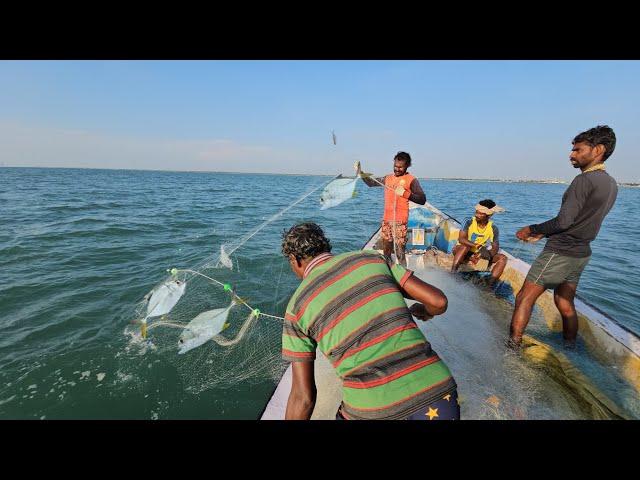 செரையா வலையில் வந்த வஞ்சிரம் மற்றும் பாறை மீன்கள் | Muthunagar meenavan