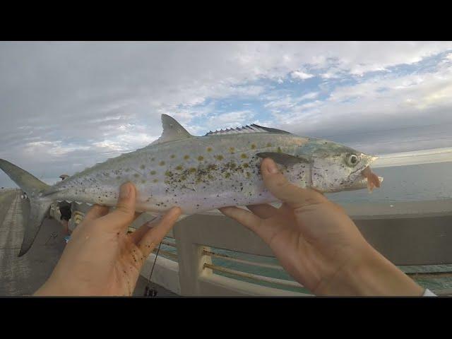 Fishing For Yellow Jacks and Mackerel on Long Key Bridge! (2022 Florida Keys Fishing Trip)