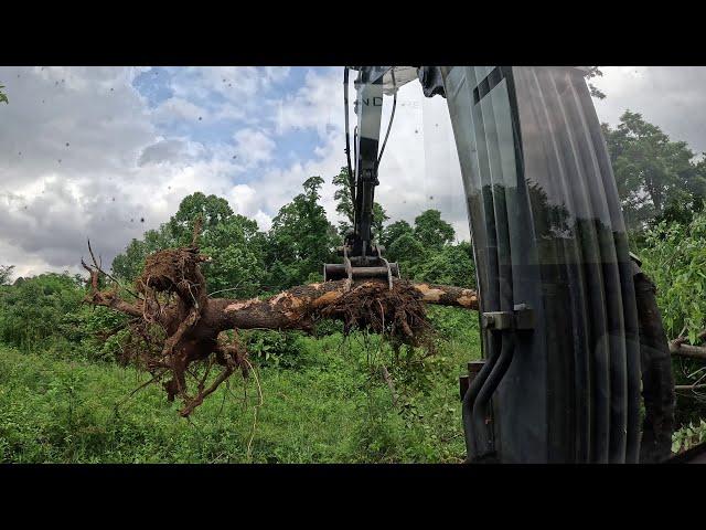 Clearing Old Fence Lines with Mini Excavator through THICK Brush