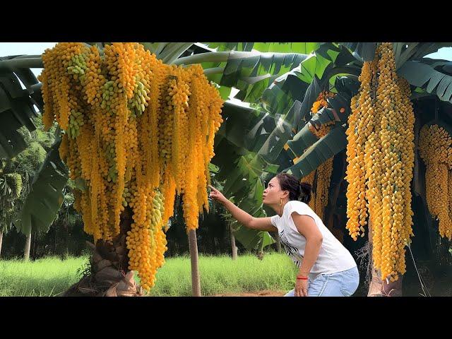 Simple for Growing Banana tree With Grapes It has the most amazing fruit - Growing strange tree