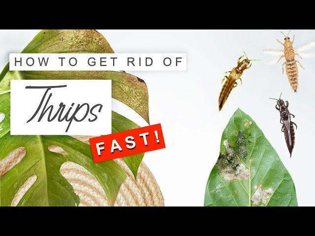 Get Rid Of Thrips FAST!  How To Treat + Prevent Thrips On Plants 