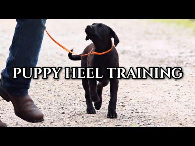 Training a Puppy to Heel