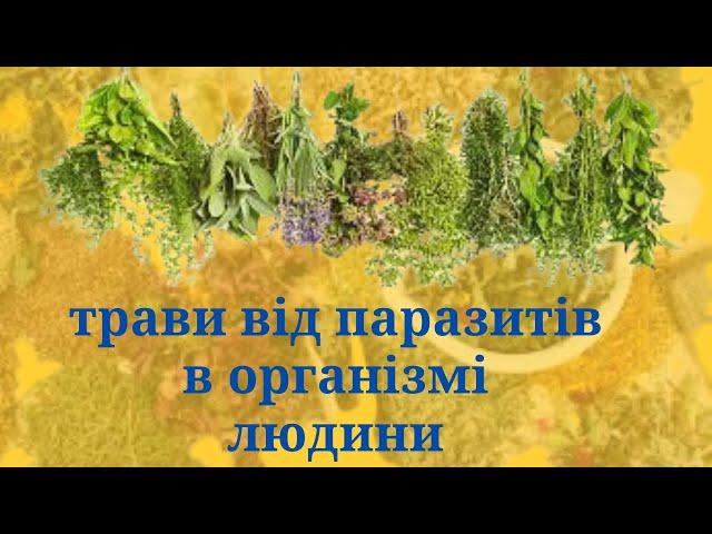 НАЙЕФЕКТИВНІШІ ТРАВИ ВІД ПАРАЗИТІВ В ОРГАНІЗМІ ЛЮДИНИ.