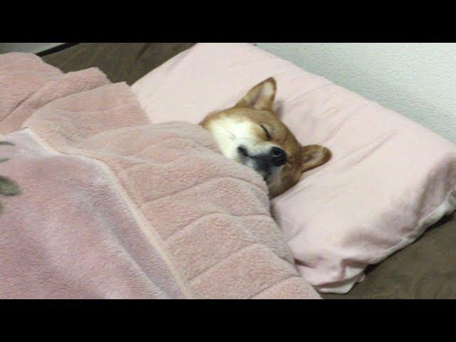 早く人間になりた〜い。Good night, everybody.  いぬあるあるある    柴犬ゆき Shiba inu, Yuki