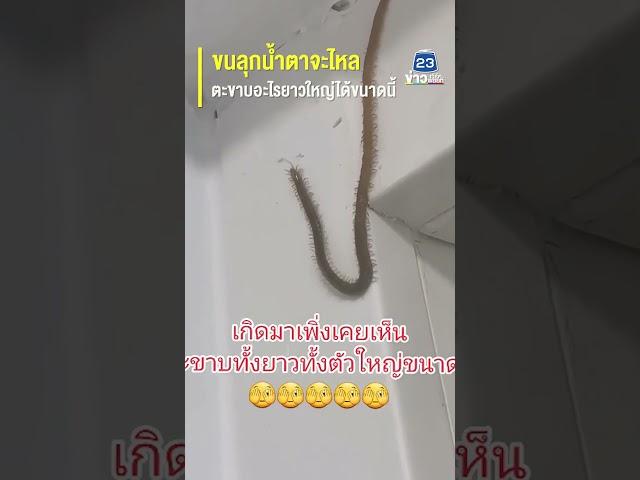 ขนลุกน้ำตาจะไหล ตะขาบอะไรยาวใหญ่ได้ขนาดนี้