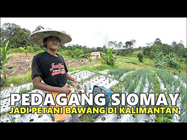 MAS JIONO, PEMUDA RANTAU ASAL PONOROGO  BERKEBUN DAUN BAWANG DI LAHAN PERBUKITAN KALIMANTAN UTARA