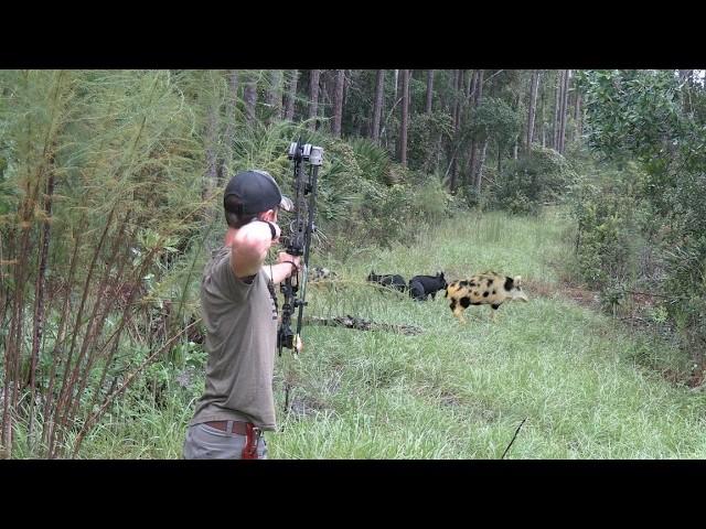 Hog Hunting In A Gator Infested Swamp! 6 Hogs Down!