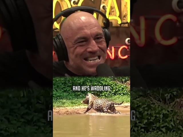 Jaguars Hunt Crocodiles - Joe Rogan