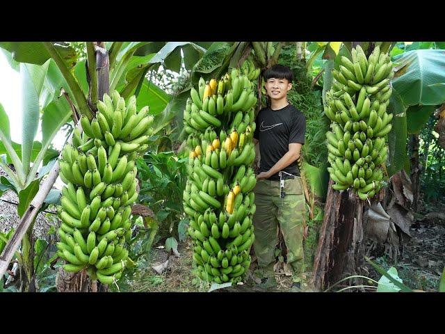 1 year living in the forest gardening, growing bananas, harvesting bananas, lychees, guavas, to sell