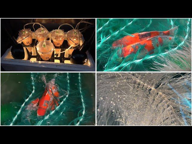 My Koi Breeding Project - Part 35 - Goshiki spawning first night success