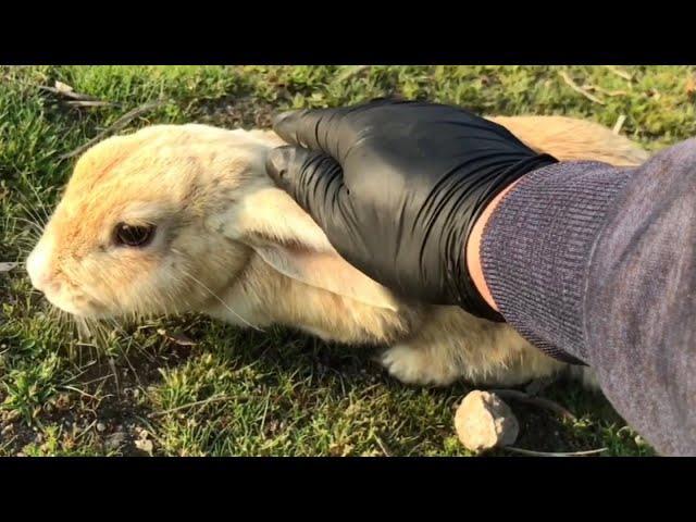 I petted the energetic rabbit and he melted.