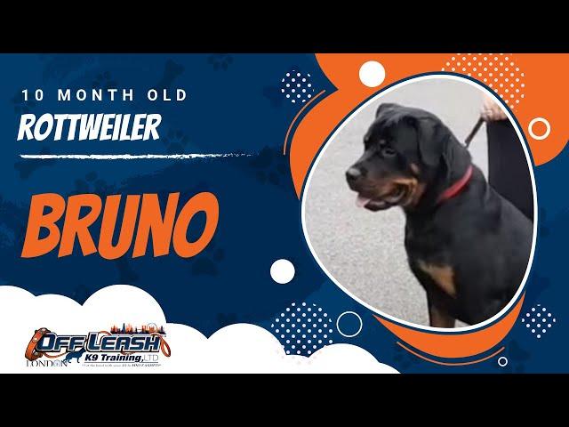 Stunning Rottweiler Change | Off-Leash K9 Training London 