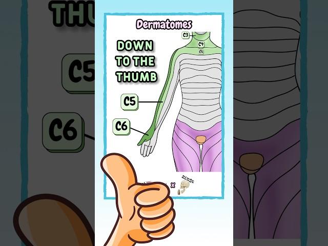 Dermatomes! Our NEW collab with @studysongz What should we do next?  #anatomy #dermatomes #medschool